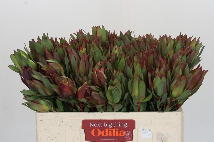 Leucadendron Highlight