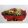 Hypericum Rainbow Romance