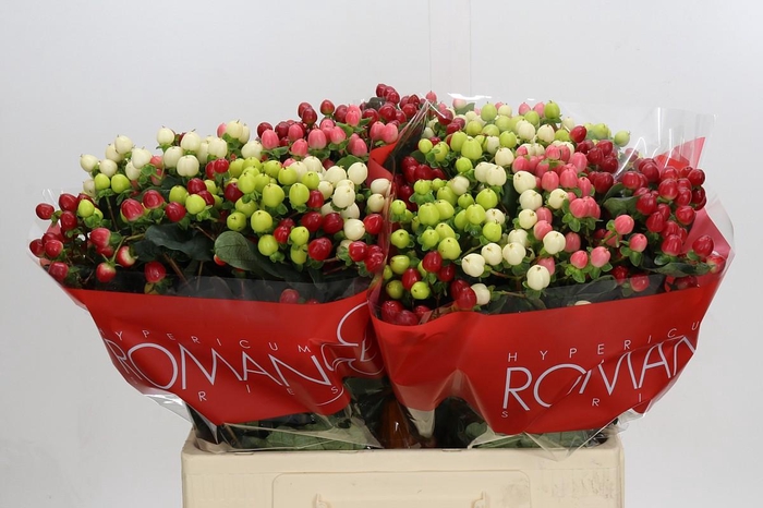 Hypericum Rainbow Romance