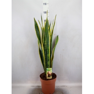 Sansevieria trifa. 'Laurentii'