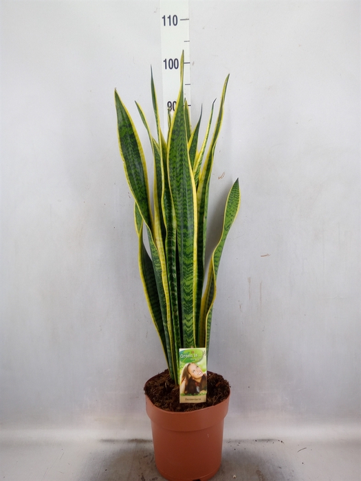 Sansevieria trifa. 'Laurentii'