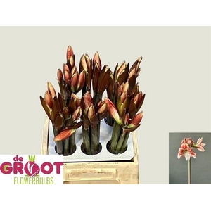 AMARYLLIS (GALAXY GRP) GRANDIOSA TA