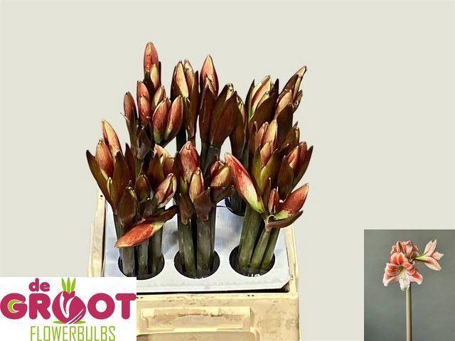 <h4>AMARYLLIS (GALAXY GRP) GRANDIOSA TA</h4>