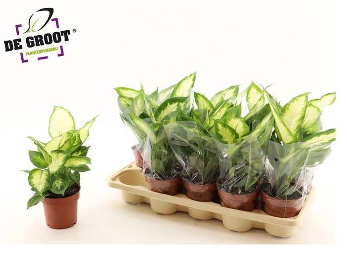 <h4>DIEFF CAMILLA</h4>