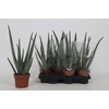 arr8 Aloe Vera