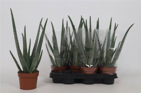 <h4>Aloe vera</h4>