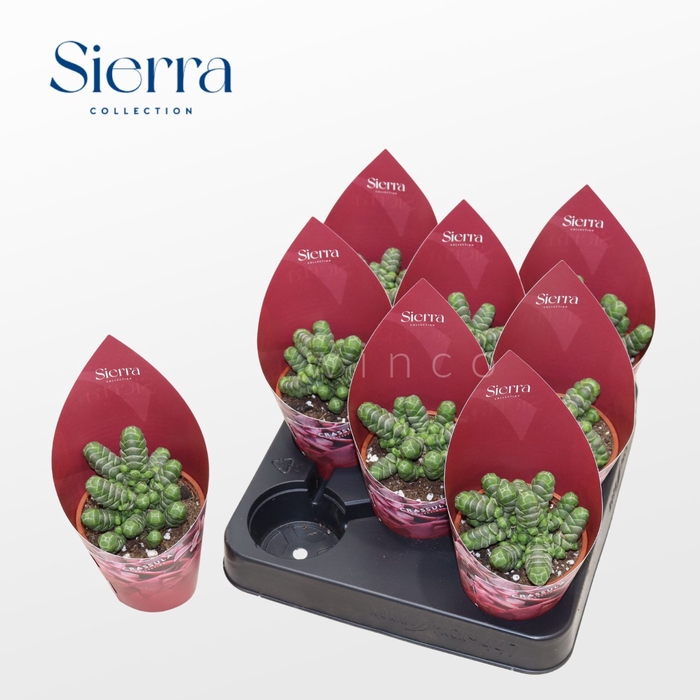 <h4>Crassula Barklyi (Sierra) Sierra Collection</h4>