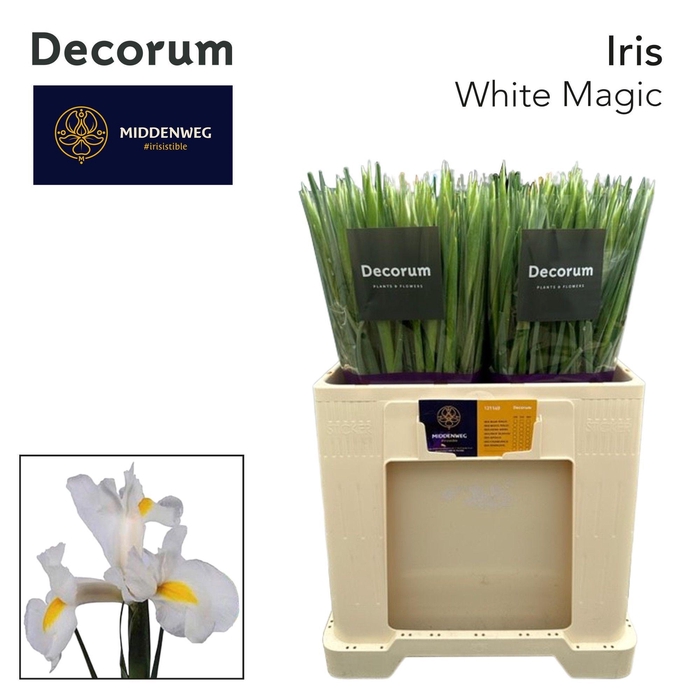 <h4>Iris White Magic Decorum</h4>