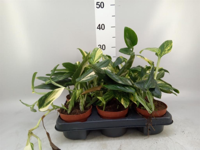 <h4>Monstera   ...</h4>