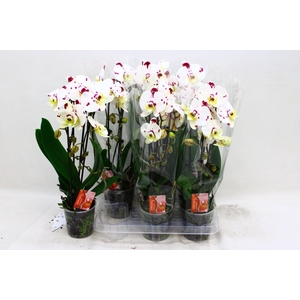 PHAL EL CASCADE