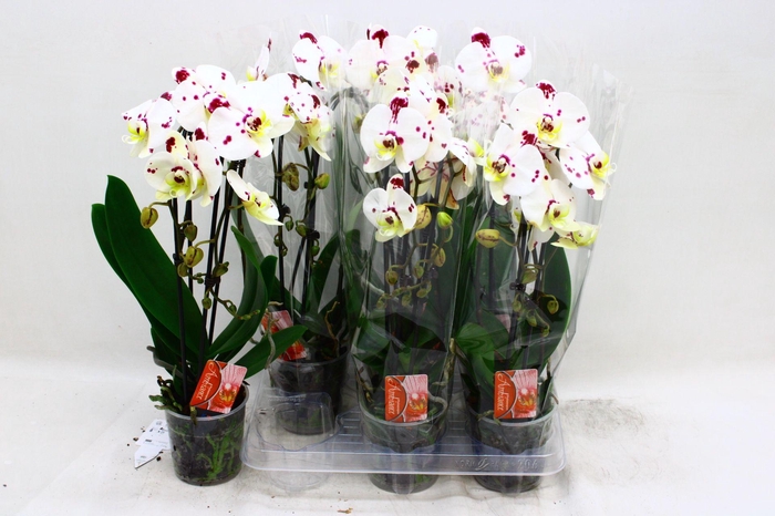 PHAL EL CASCADE