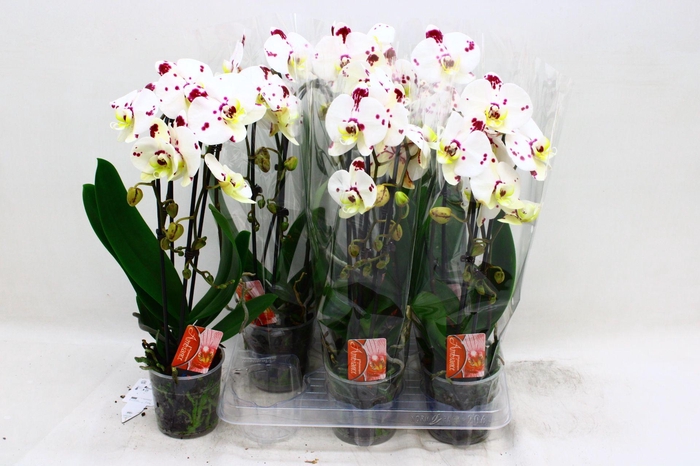 <h4>PHAL EL CASCADE</h4>