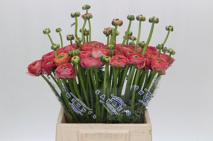 <h4>Ranunculus Clooney Fragolino Extra</h4>