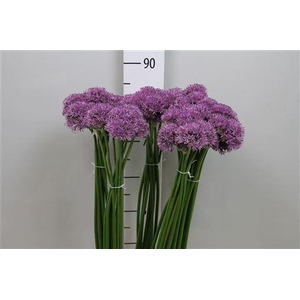 Allium Gladiator