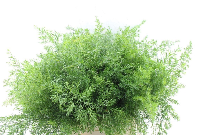 <h4>Asp Dens Cwebe</h4>