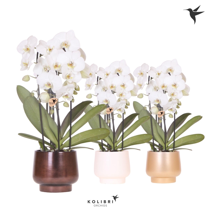 <h4>Kolibri Orchids Cascade Niagara Fall white 3 spike in Scandic pot gold mix</h4>