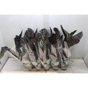 CALATHEA ORNATA P12