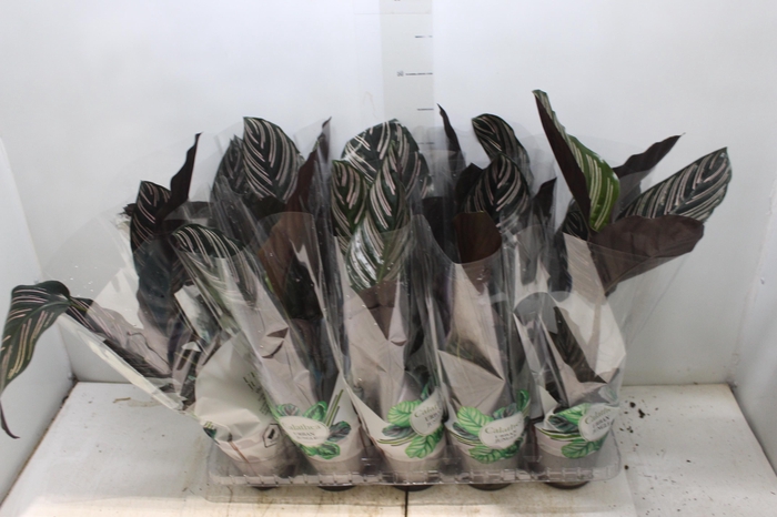 <h4>CALATHEA ORNATA P12</h4>