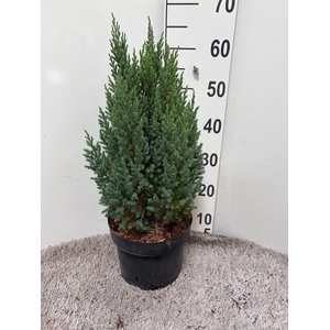 JUNI CH STRICTA