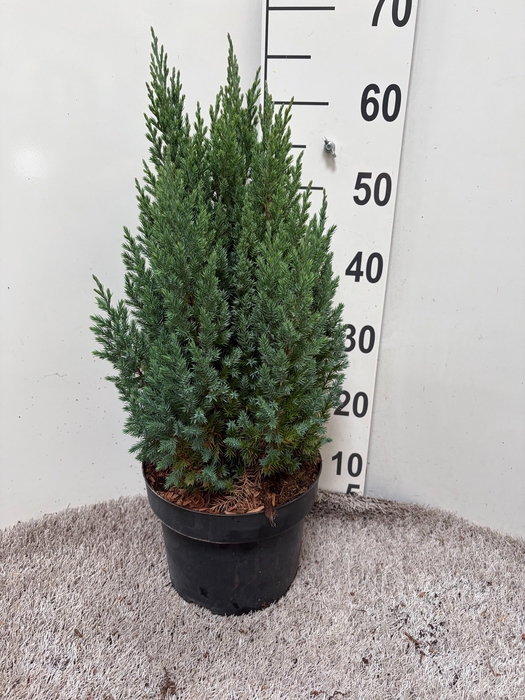 <h4>JUNI CH STRICTA</h4>