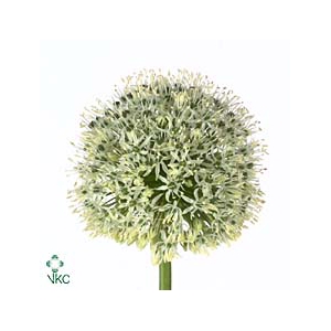 Allium Mount Everest