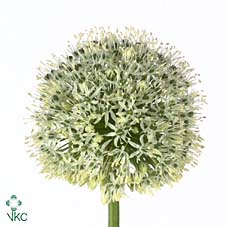 <h4>Allium Mount Everest</h4>