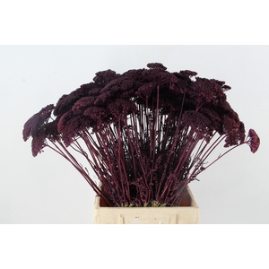 DF Achillea Paint Bs Dark Lila