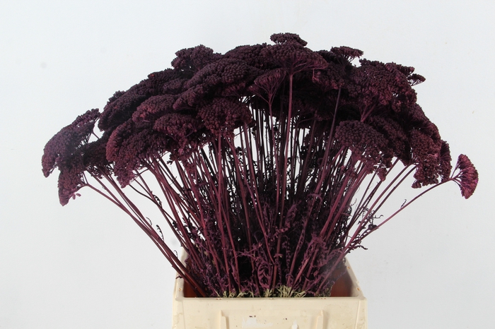 DF Achillea Paint Bs Dark Lila