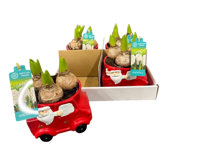 <h4>ARR HYACINTH</h4>