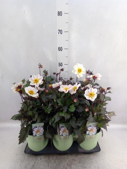 <h4>Leucanthemum maximum</h4>