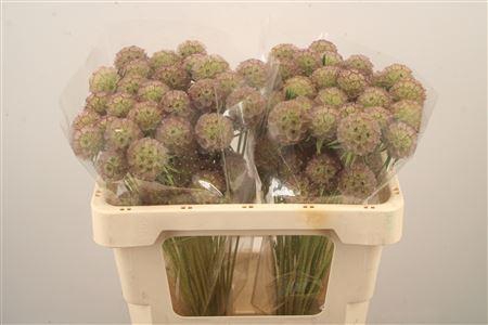 <h4>Scab Stellata Seeds Per Stem</h4>