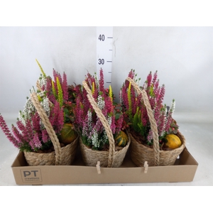 Arr.   Tuinplanten L%