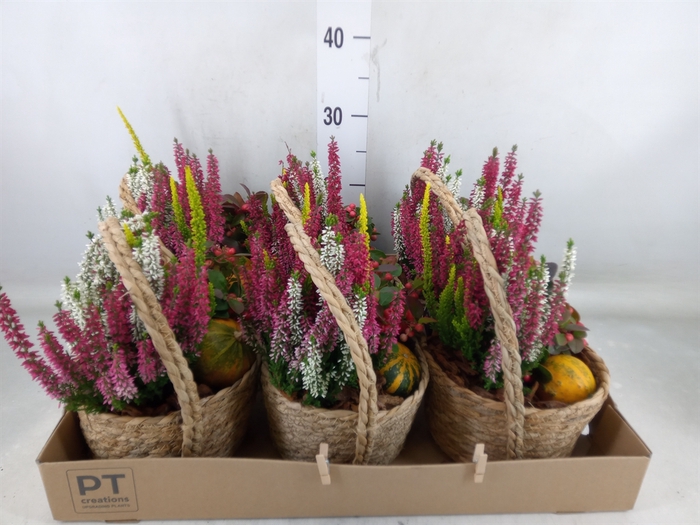 <h4>Arr.   Tuinplanten L%</h4>