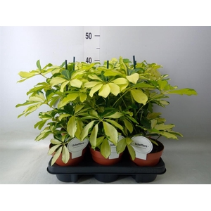 Schefflera arbor. 'Melanie'