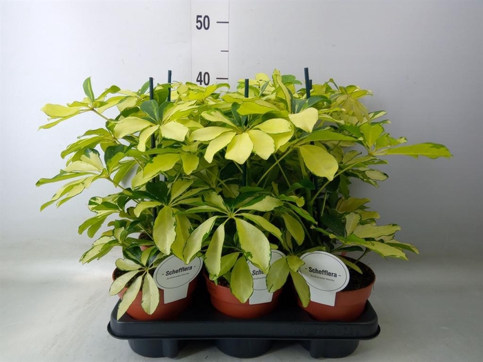 <h4>Schefflera arbor. 'Melanie'</h4>