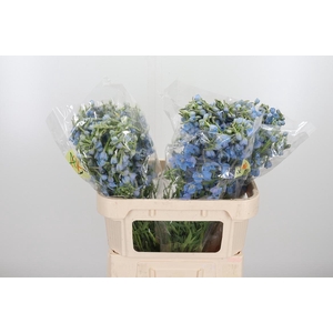 Delphinium En Ballkleid