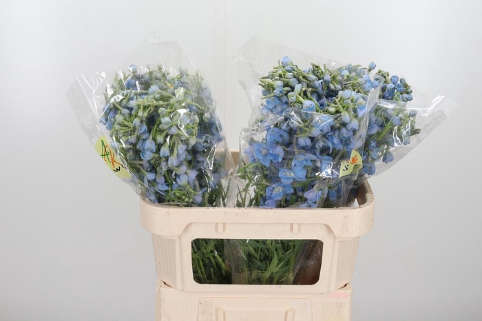 <h4>Delphinium En Ballkleid</h4>