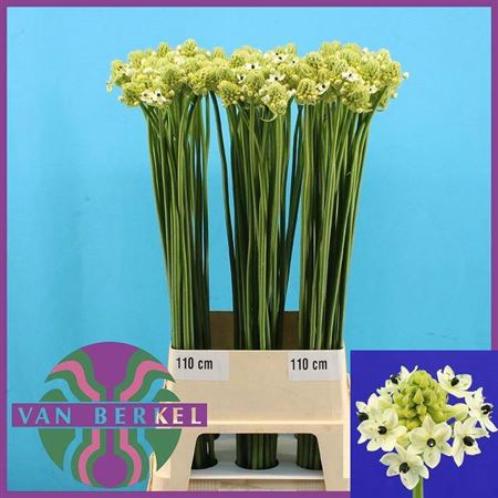 <h4>Ornit Saundersiae 110cm</h4>