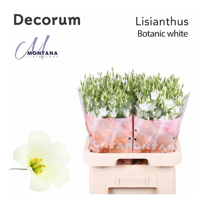 <h4>Eus E Botan White</h4>