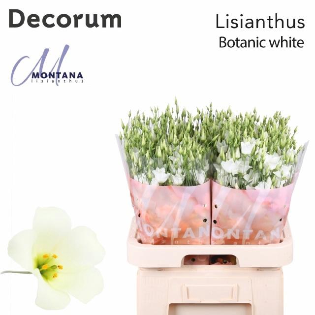 <h4>Eustoma en Botanic White</h4>