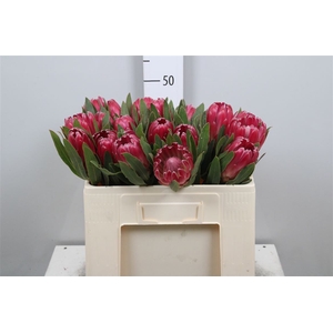 Protea Brenda