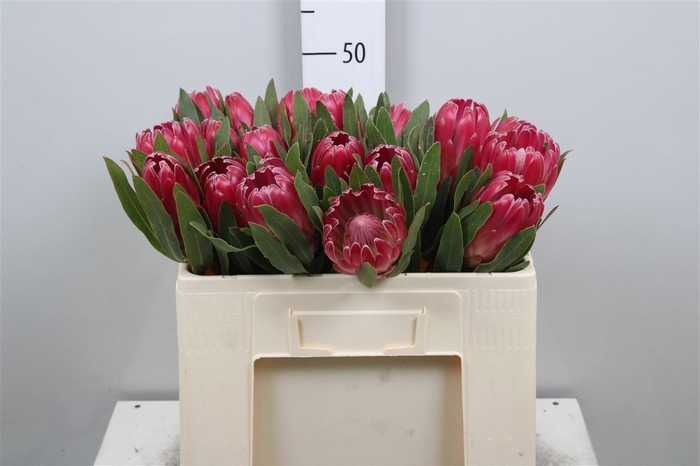 <h4>Protea Brenda</h4>