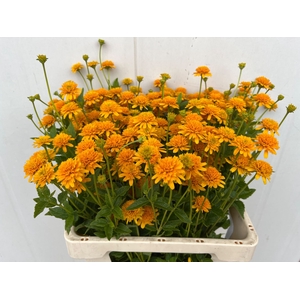 Heliopsis helianthoides Asahi