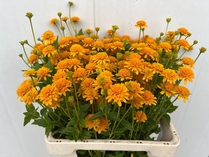 <h4>Heliopsis helianthoides Asahi</h4>