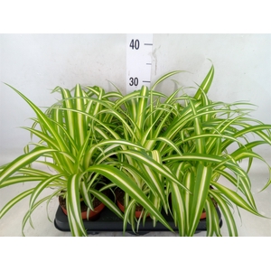 Chlorophytum com. 'Variegatum'