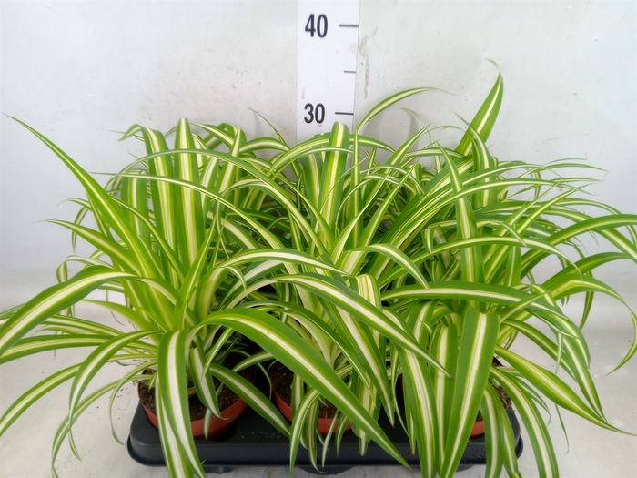 <h4>Chlorophytum com. 'Variegatum'</h4>