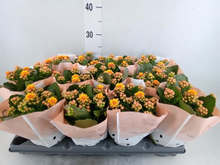 <h4>Kalanchoe blos.   ..rosebud</h4>
