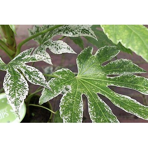 ARALIA 30 CM VARIEGATA SPIDER