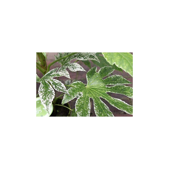 <h4>ARALIA 30 CM VARIEGATA SPIDER</h4>