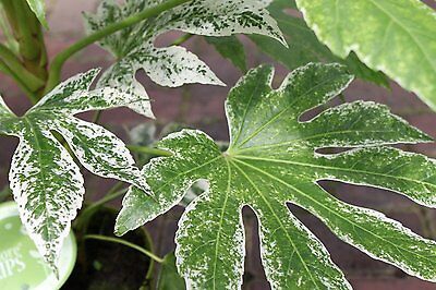 ARALIA 30 CM VARIEGATA SPIDER